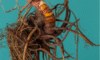 Supplements for Menopause: Nature’s Aid for Your Body