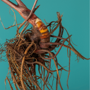 Supplements for Menopause: Nature’s Aid for Your Body