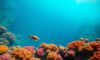 Great Blue Hole Belize: Ultimate Guide to Diving and Snorkelling