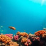 Great Blue Hole Belize: Ultimate Guide to Diving and Snorkelling