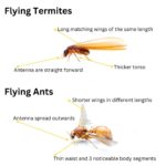 Flying Termites: Significance and How to Respond Effectively