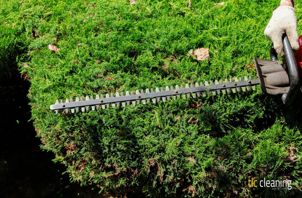 Hedge Trimming Tips for Beautiful West Coker Gardens