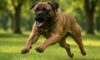 Bigger Dogs and Aggression: Uncovering the Truth