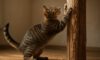 Teaching Cats to Use Scratching Posts Effectively: Tips