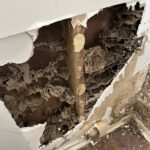 Termite Inspection Tips for Winter in Sydney Homes