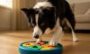 Border Collie Mental Stimulation Tips for Enrichment